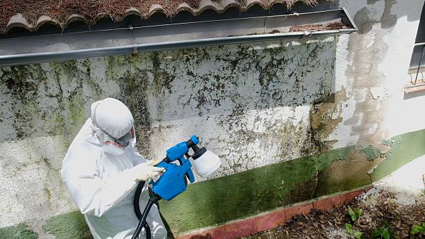 Top rated local Mold Remediation specialists in Gladstone, NJ